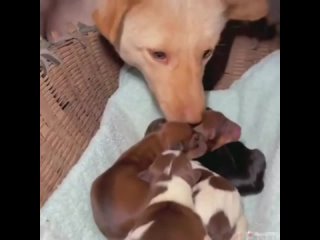 Мама-собака позволила случайному прохожему помочь своим новорождённым щенкам