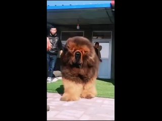 Проходите ,он не кусается... Но может избить . - Andrei Sh