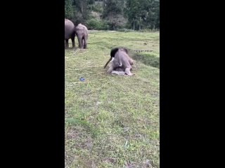 Игры со слонами