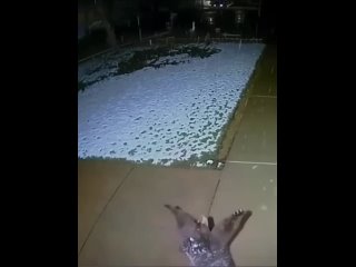 Медвежонок пытается поймать снежинки при свете крыльца