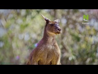 Одиссея животных (5). Путешествие австралийского кенгуру (Познавательный, природа, палеонтология, 2022)