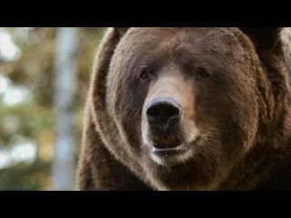 Одиссея животных (2). Путешествие североамериканского медведя (Познавательный, природа, палеонтология, 2022)