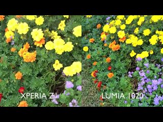 41MP Nokia Lumia 1020 vs 20.7MP Sony Xperia Z1 (Сравнение камер с самым большим разряжением на смартфонах)