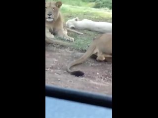 Львы воруют машину