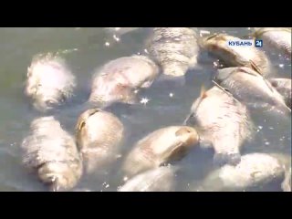 В реке Албаши погибло около 120 тыс. рыб