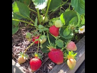 НЕСКОЛЬКО КАПЕЛЬ И КЛУБНИКА НИКОГДА НЕ БУДЕТ БОЛЕТЬ 🍓🍓🍓