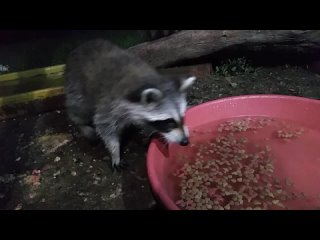 pnut n nancy (raccoons)