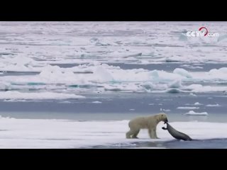 Белыи медведь атакует тюленя