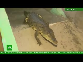 Крокодил в ИК 15 НТВ
