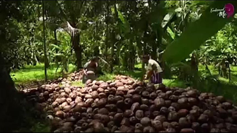 How Coconut Oil is traditionally made in Sri