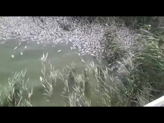 Берег реки Албаши на Кубани усыпан мертвой рыбой и мышами