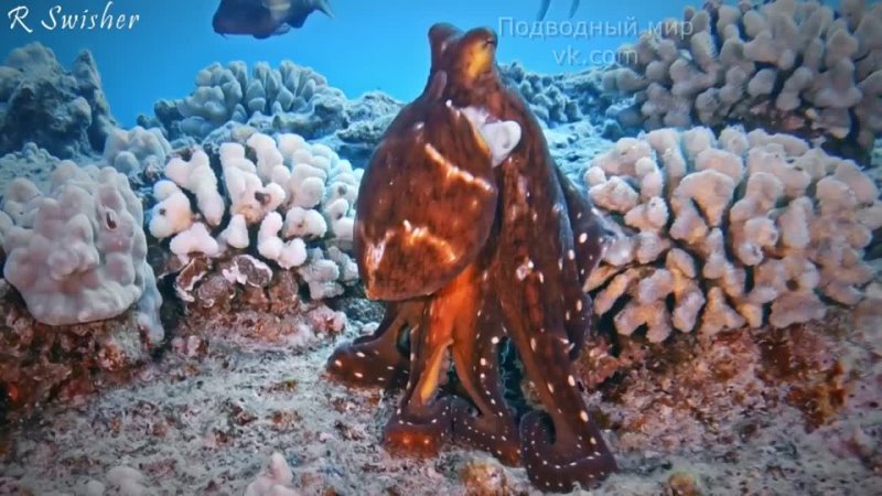 Octopus cyanea на