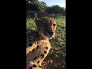 Meowing cheetah