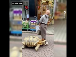 Японец выгуливает свою огромную черепаху