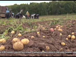 Крестьян-фермер хуҗалыклар мул бәрәңге уңышы ала