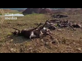 В Алданском районе олени гибнут от неизвестной болезни