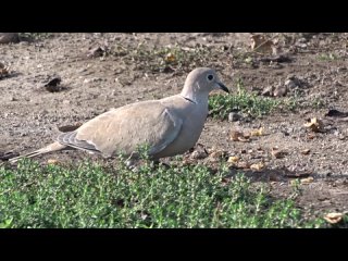 Горлица кольчатая (#Streptopelia decaocto) ест грецкие орехи (#Juglans regia)