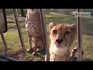 Cheetahs cannot roar like big cats like tigers and lions, they purr, meow or