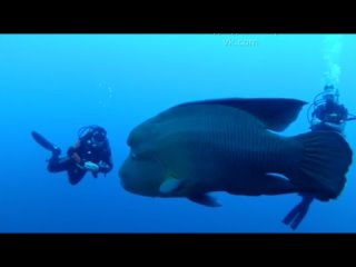 Удивительная рыба губан Маори