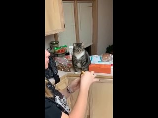 Жадная хозяйка не хочет делиться со своим котом