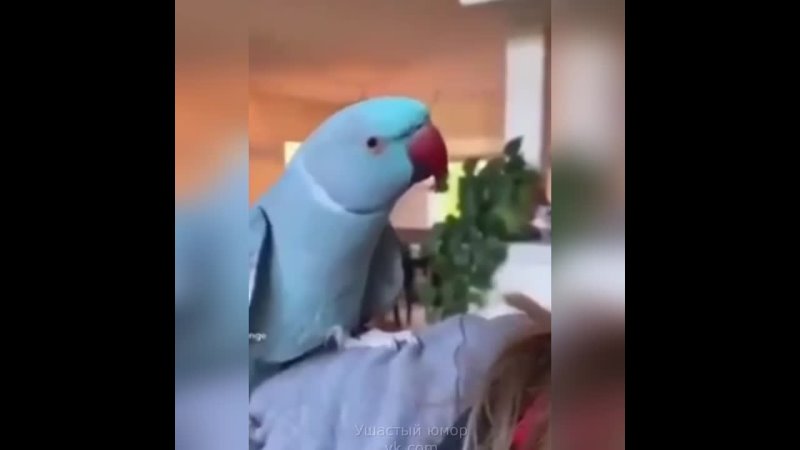 Попугай любит