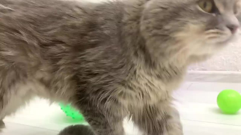 Kittens run away from the shelter, mama cat carries them back in