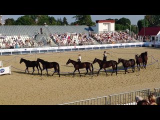 Выступления конного театра Кремлевской школы верховой езды