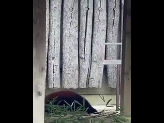 Забавное сражение красной панды с тыквой.