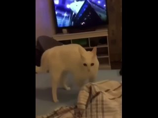 Vídeo de Питомн*CleoParty*шотландские и девон-рекс котята