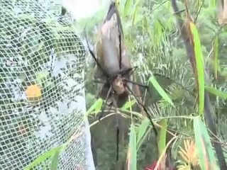 Worlds Largest spider eats Two Birds