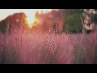 Нанкин: цветущая розовая мюленбергия