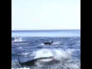 🐋Дельфины могут выпрыгивать из воды.