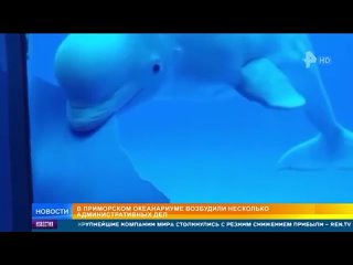 В Приморском океанариуме гниющие животные развлекают посетителей