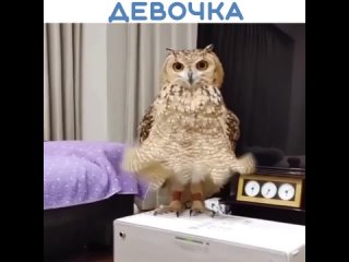 Чего хотят девочки