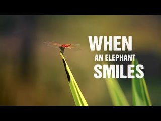 When an Elephant Smiles / Когда слон улыбается