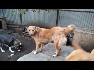 Привет с передержки (видео 213) рассказ о наших собачках