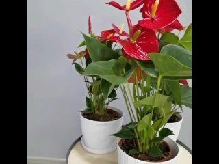 Домашние Цветочки | Комнатные растения
