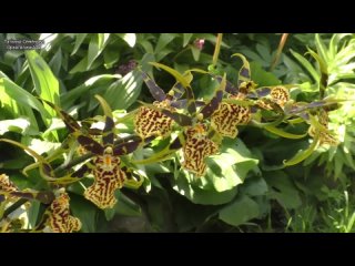 Орхидеи поражают своим разнообразием Цветущая красота в саду  Обзор частички моих орхидей с рекоменд