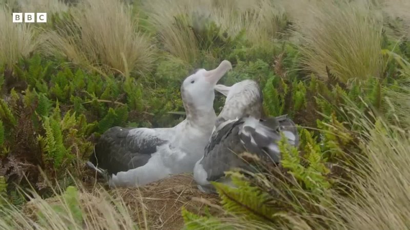 В Новой Зеландии два самца альбатроса стали парой из-за нехватки самок