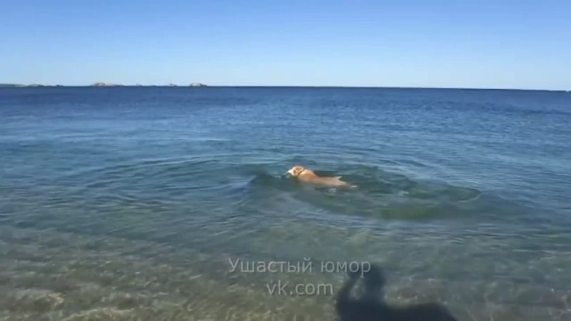 Собака играет с дельфином