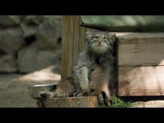 В Новосибирском зоопарке родились милейшие котята манула. Спасибо за внимание.