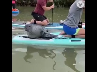 Морской котик отдыхает на сапсерфе