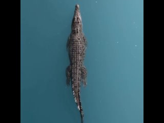 Элегантность крокодила