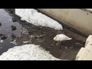 Лебедь очищает озеро от мусора