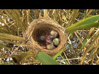 BfeD - JUDENTUM - Hinterlistiger Maulwurf-Kuckuck stemmt die Eier der Wirts-Eltern aus dem Nest