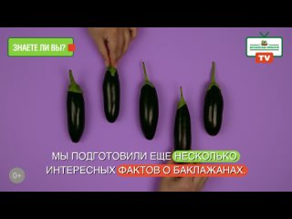 Московские ярмарки: баклажан  как ни назови, все равно вкусно