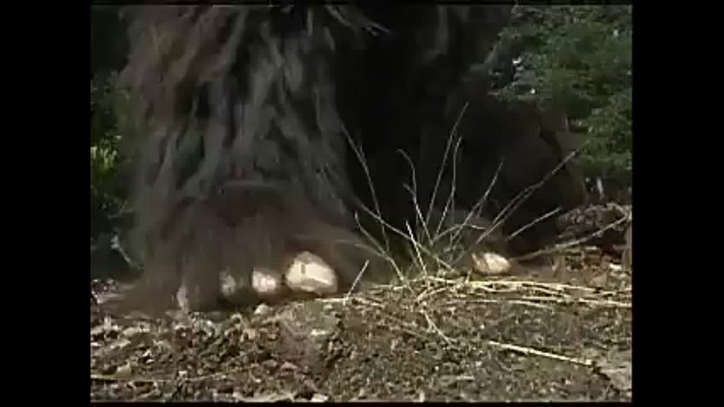 Groovie Ghoulies - Running Цith Bigfoot