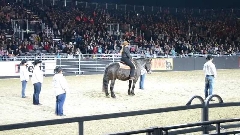 Pole dance with Noriker horse