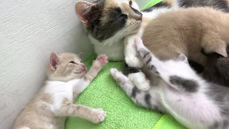 Mama cat Lima feeds the kittens, gently cares and purrs