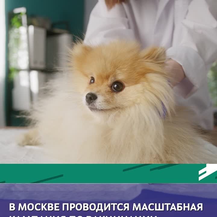 В Москве проходит кампания по вакцинации домашних животных против бешенства.